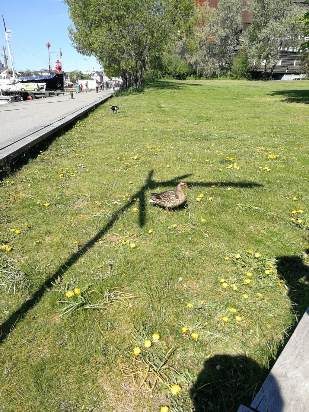 Une légère imprudence