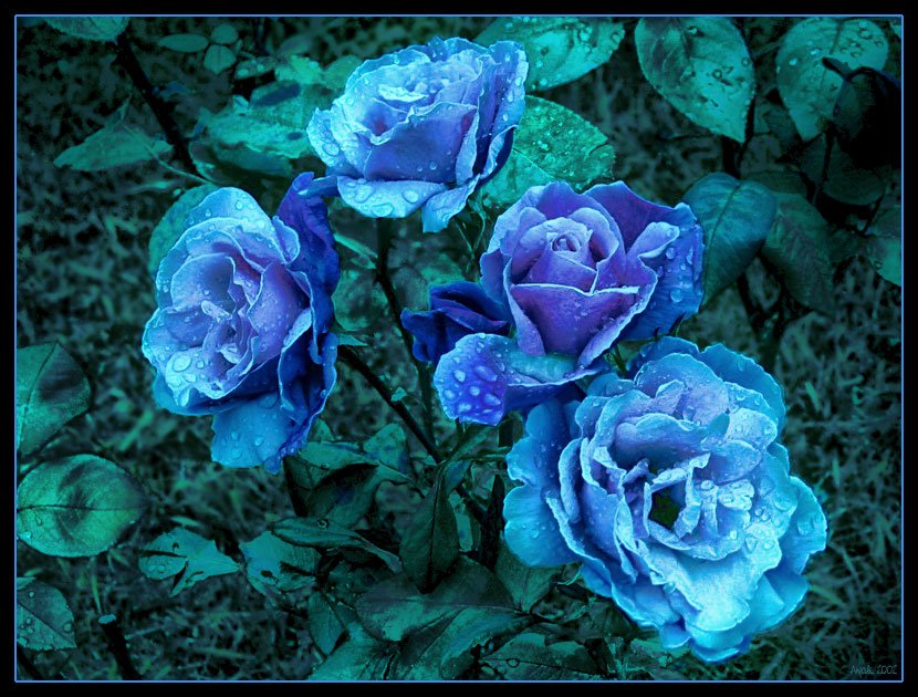 Des roses bleues