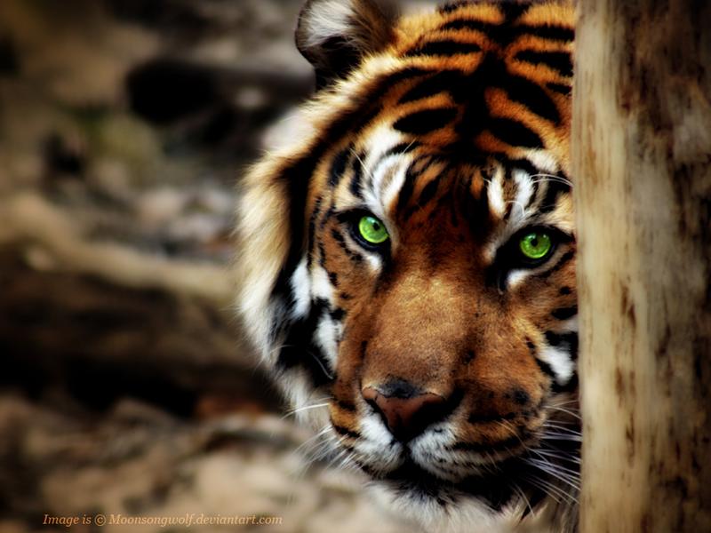 Eye of tiger